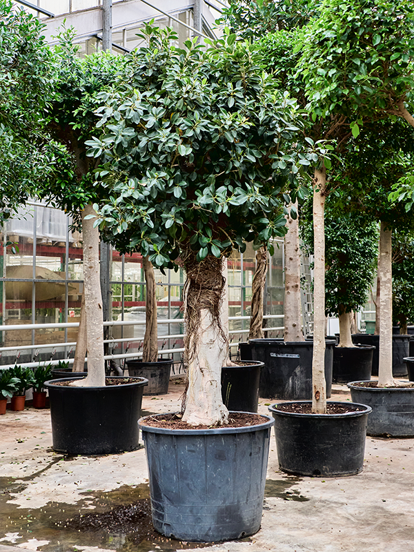 Ficus rubiginosa 'Australis'
