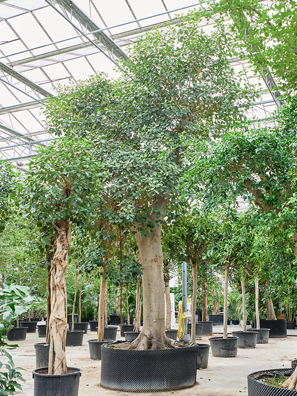Ficus rubiginosa 'Australis'