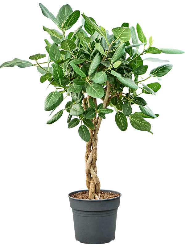 Ficus benghalensis 'Audrey'