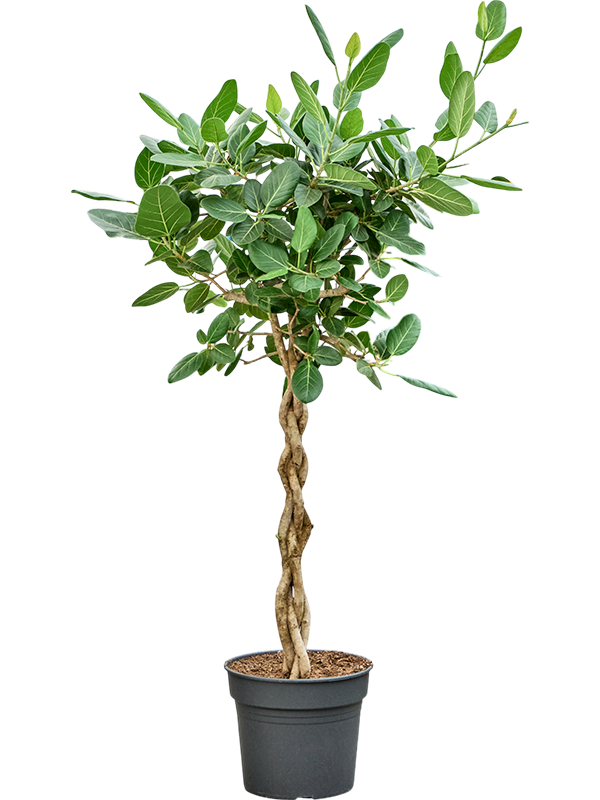 Ficus benghalensis 'Audrey'