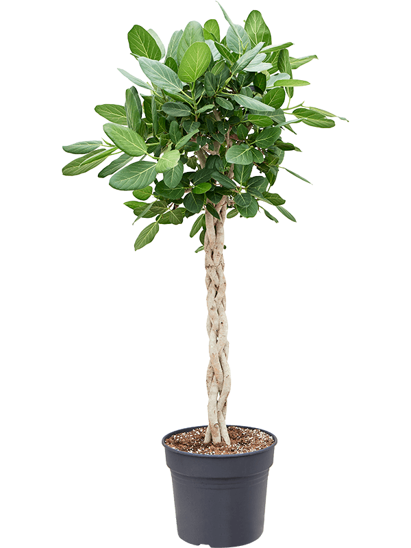Ficus benghalensis 'Audrey'