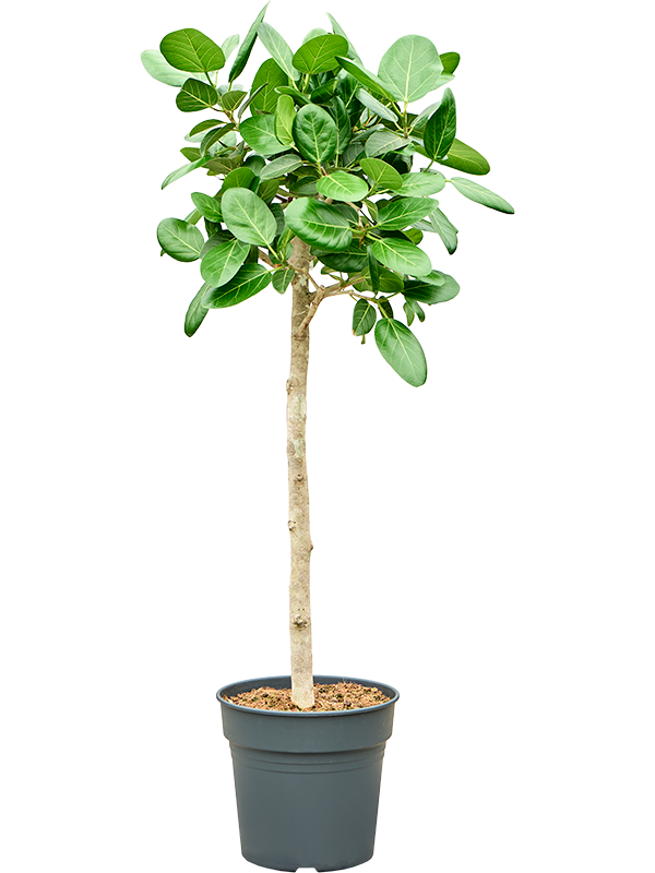 Ficus benghalensis 'Audrey'