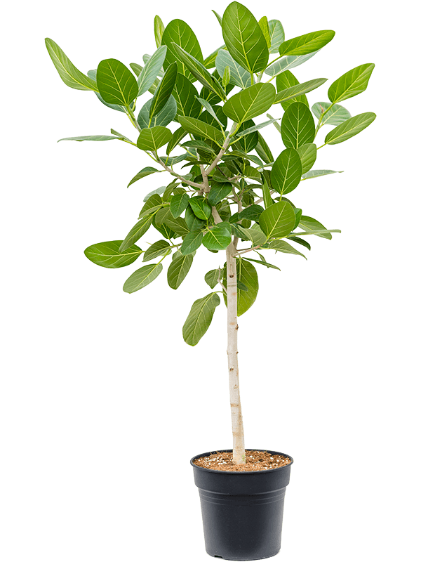Ficus benghalensis 'Audrey'