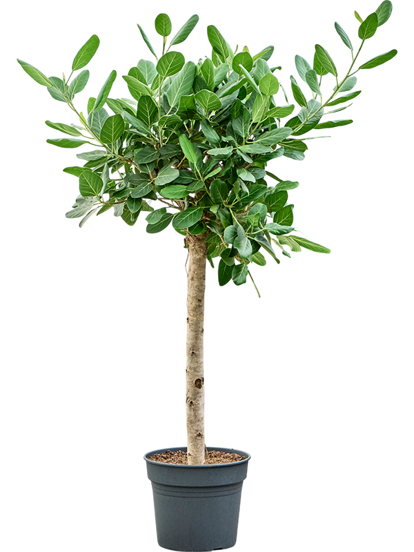 Ficus benghalensis 'Audrey'