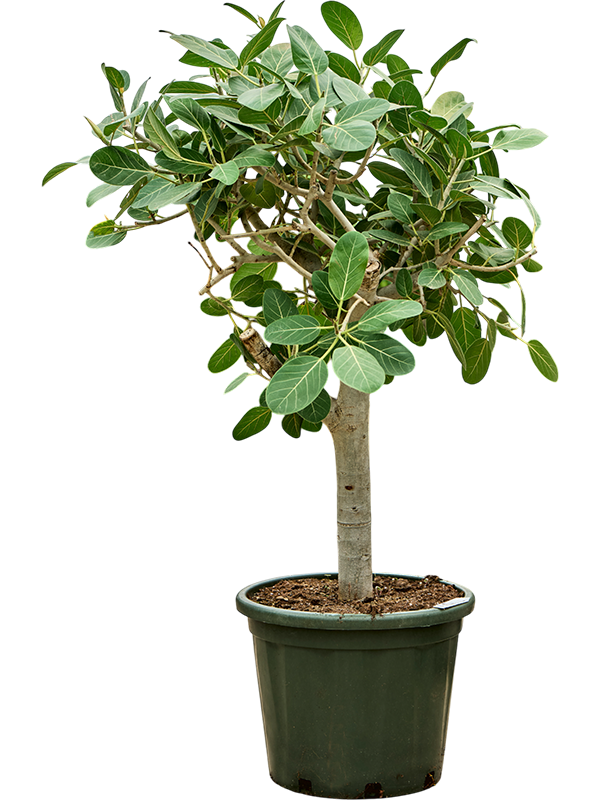 Ficus benghalensis 'Audrey'