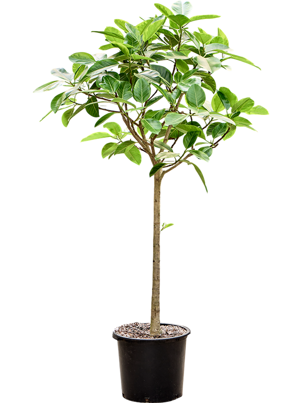 Ficus benghalensis 'Audrey'