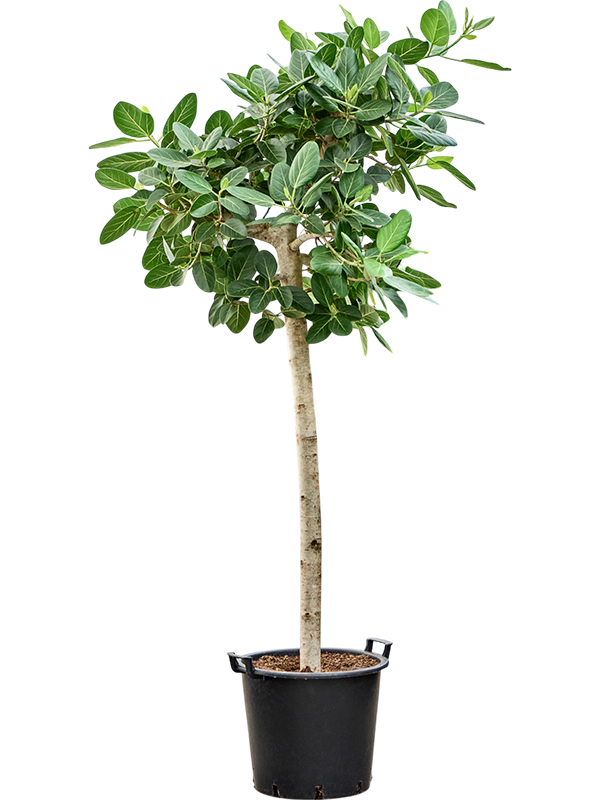 Ficus benghalensis 'Audrey'