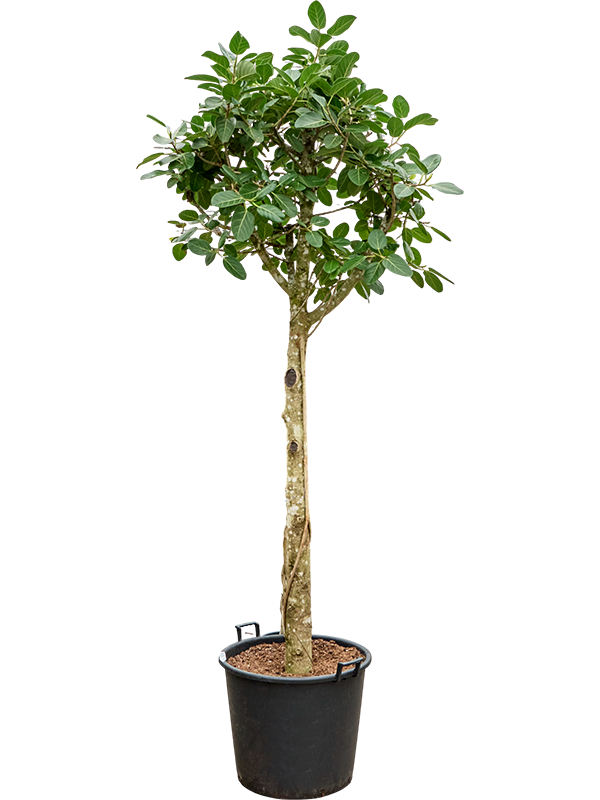 Ficus benghalensis 'Audrey'