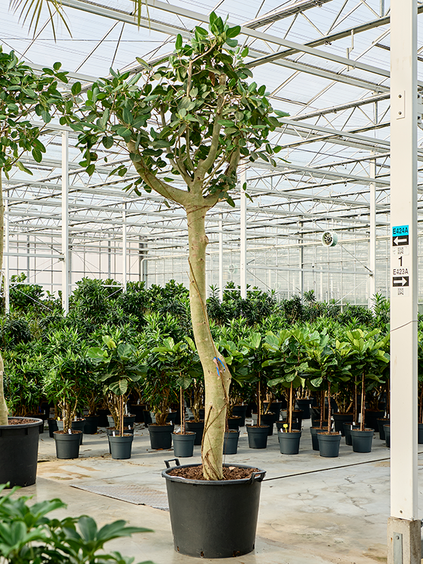 Ficus benghalensis 'Audrey'