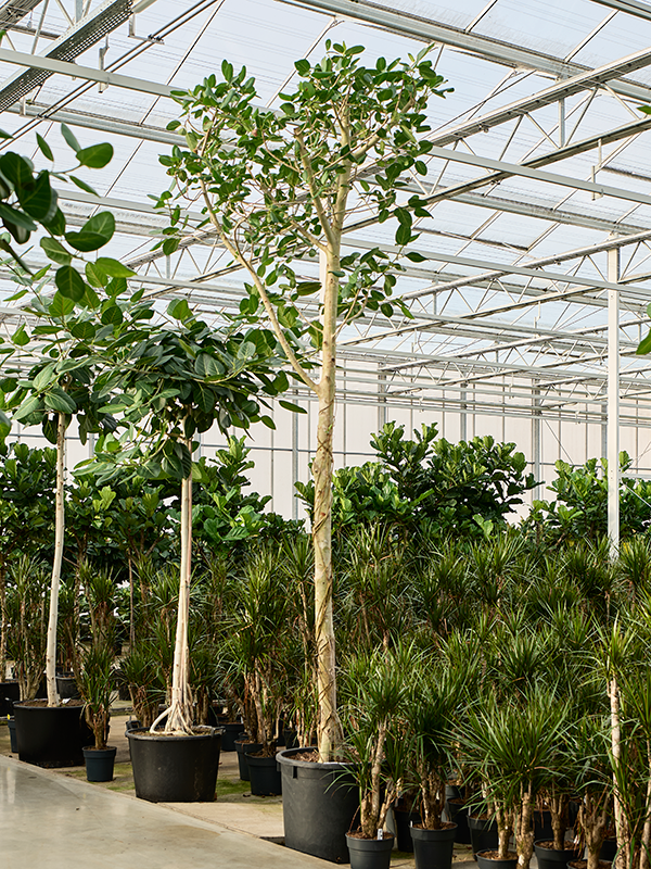 Ficus benghalensis 'Audrey'