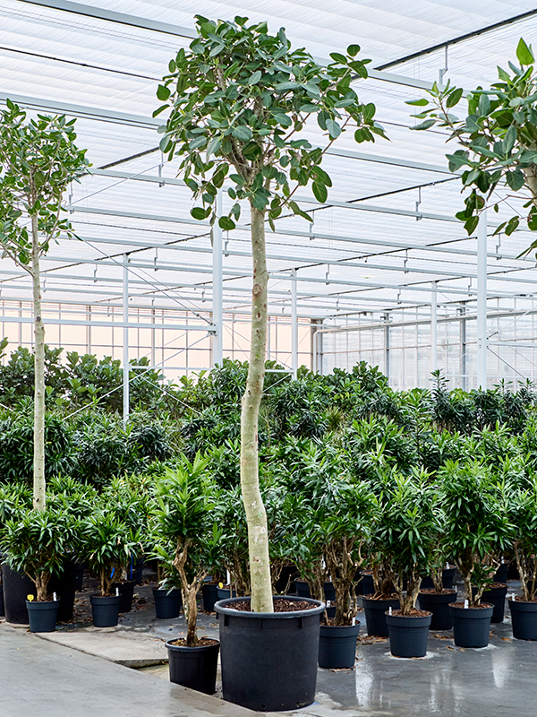Ficus benghalensis 'Audrey'