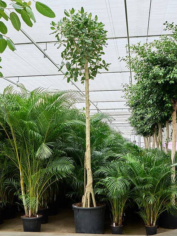 Ficus benghalensis 'Audrey'