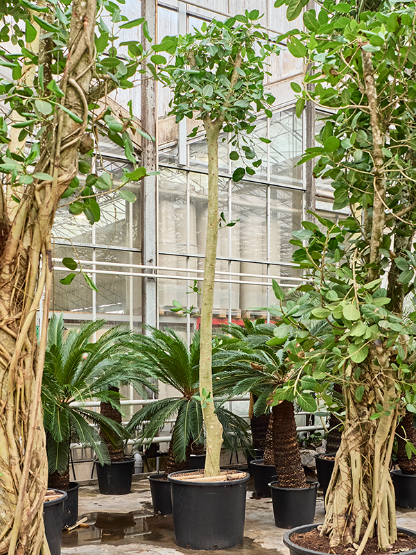 Ficus benghalensis 'Audrey' (500-525)