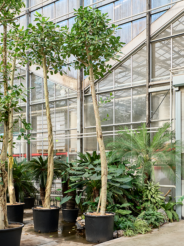 Ficus benghalensis 'Audrey'