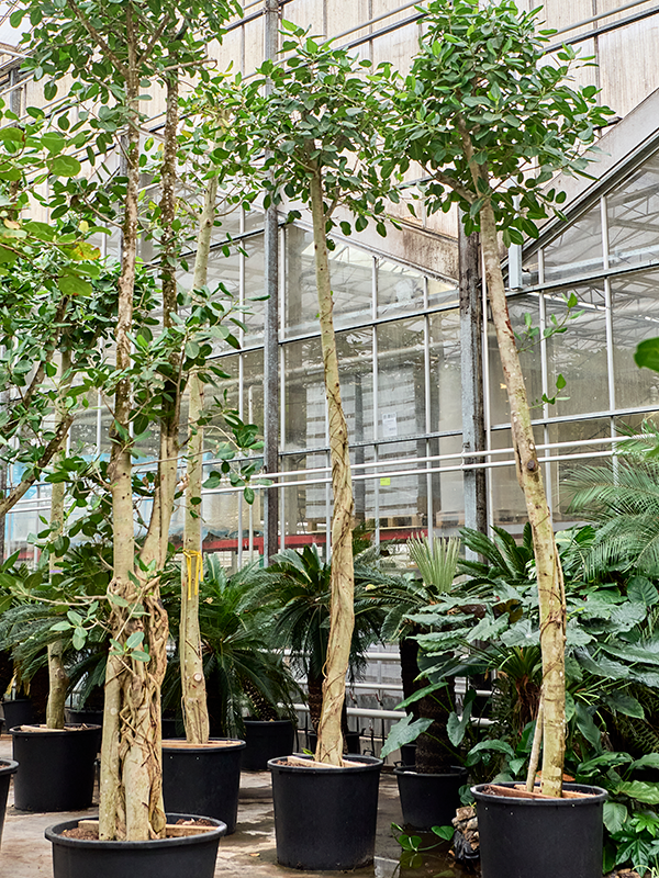 Ficus benghalensis 'Audrey' (560-580)