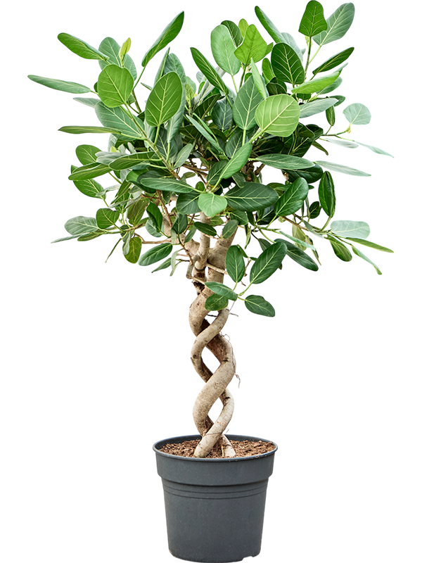 Ficus benghalensis 'Audrey'