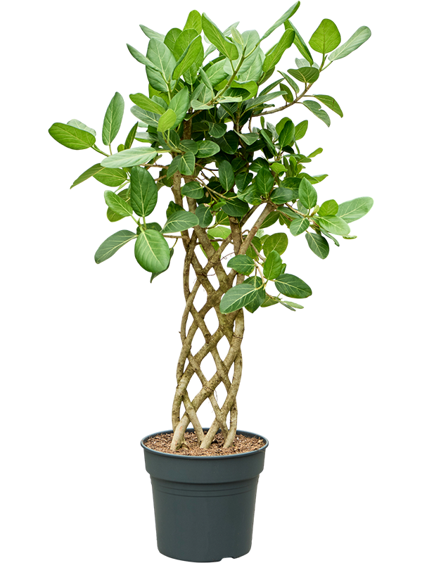 Ficus benghalensis 'Audrey'