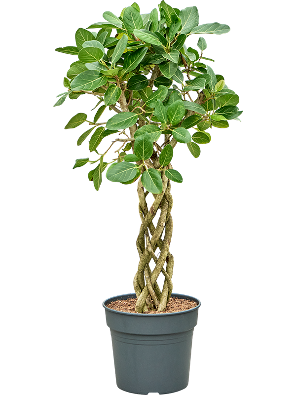 Ficus benghalensis 'Audrey'