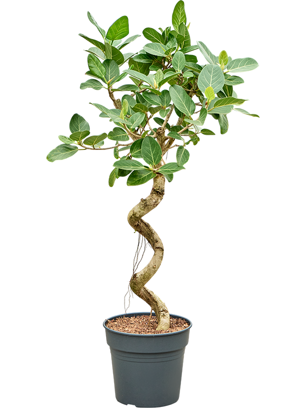 Ficus benghalensis 'Audrey'