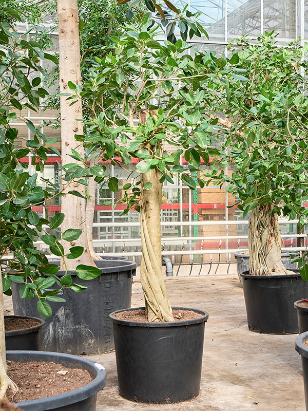 Ficus benghalensis 'Audrey'