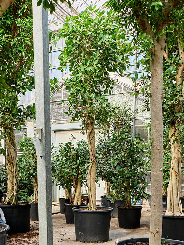 Ficus benghalensis 'Audrey'