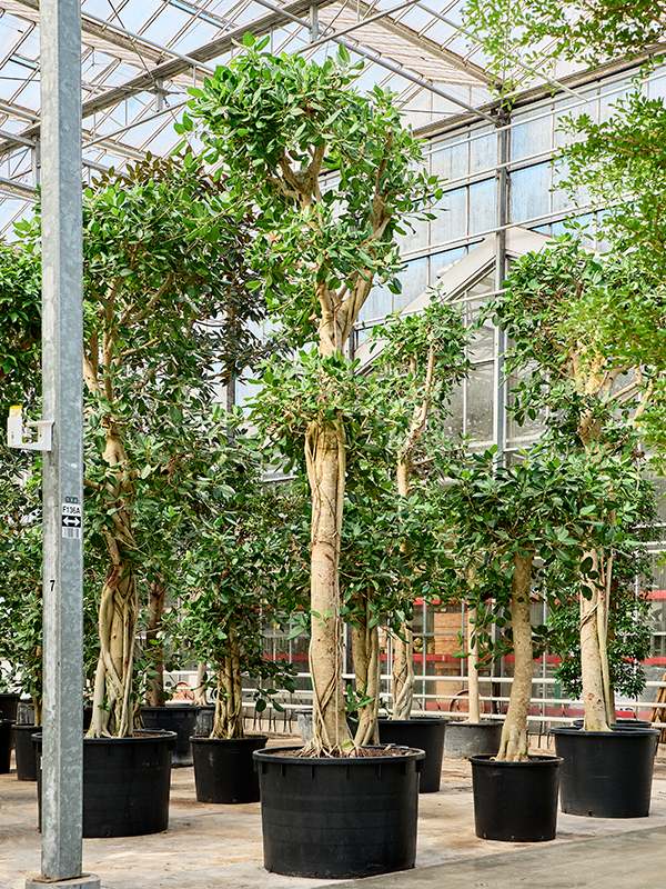 Ficus benghalensis 'Audrey'