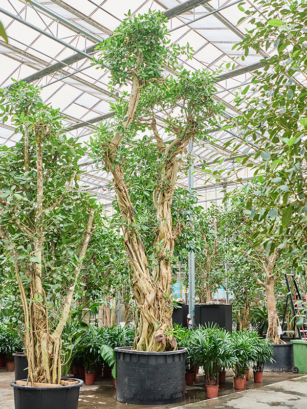 Ficus benghalensis 'Audrey'