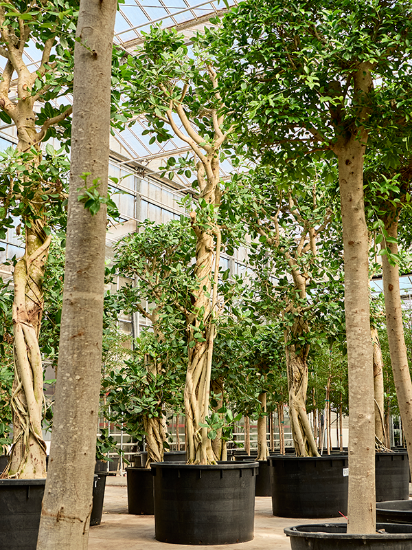 Ficus benghalensis 'Audrey'