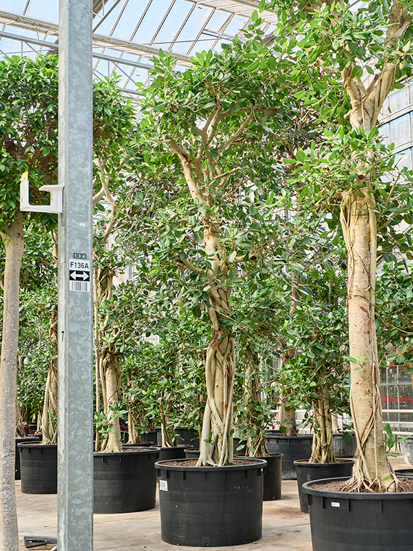 Ficus benghalensis 'Audrey'