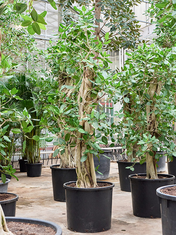 Ficus benghalensis 'Audrey' (260-320)