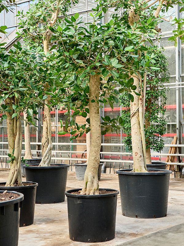Ficus benghalensis 'Audrey'