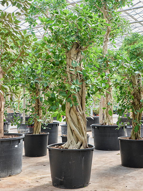 Ficus benghalensis 'Audrey'