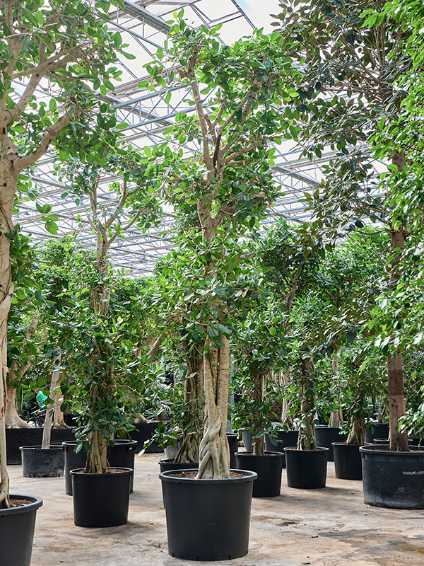 Ficus benghalensis 'Audrey'