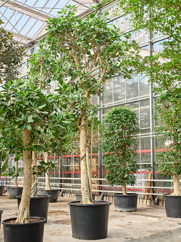 Ficus benghalensis 'Audrey'