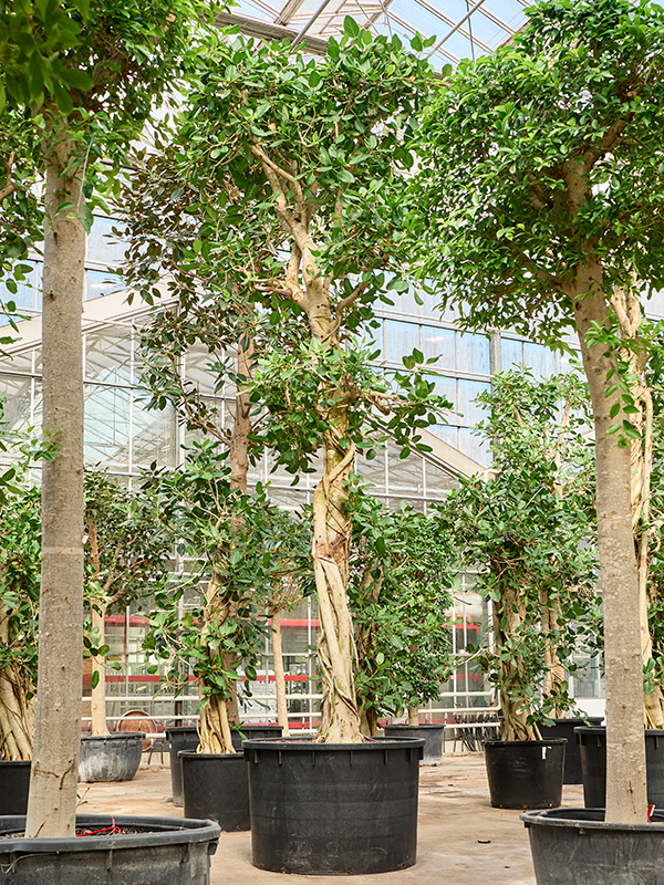 Ficus benghalensis 'Audrey'