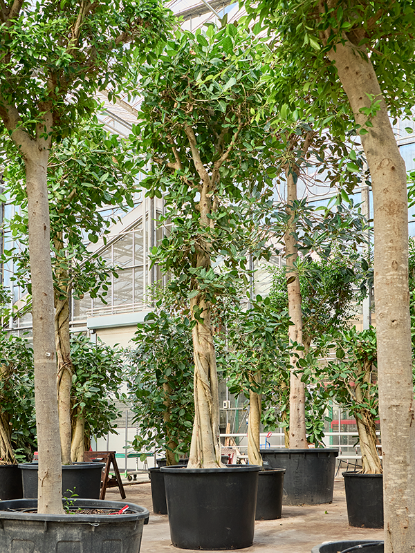 Ficus benghalensis 'Audrey'