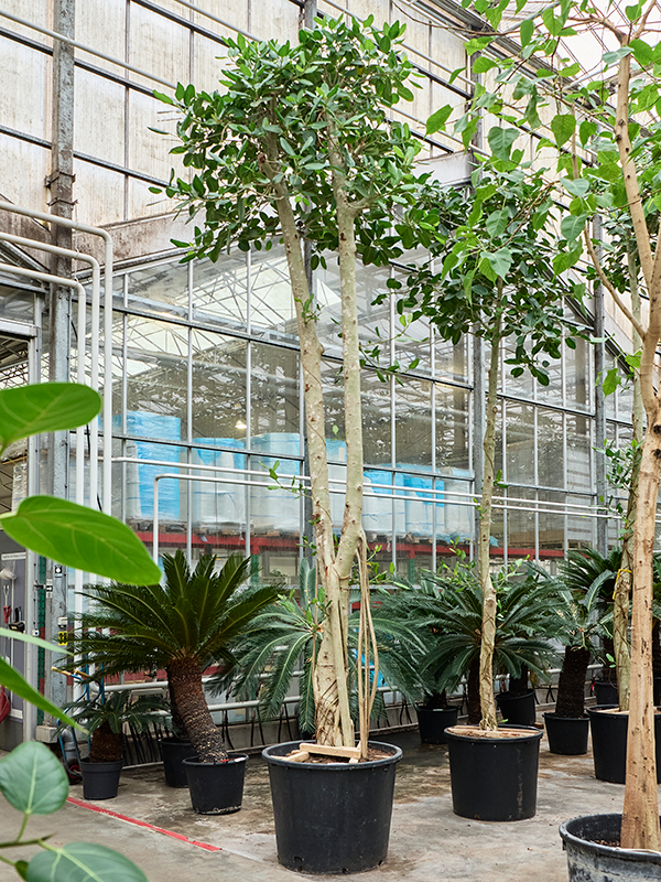 Ficus benghalensis 'Audrey'
