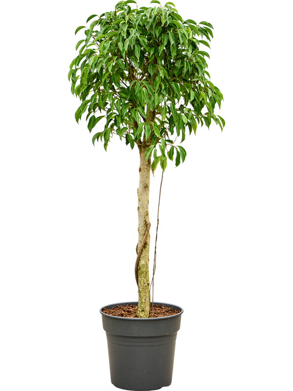 Ficus benjamina 'Columnar'