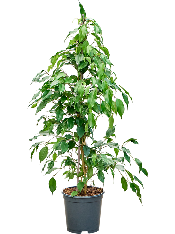 Ficus benjamina 'Exotica'