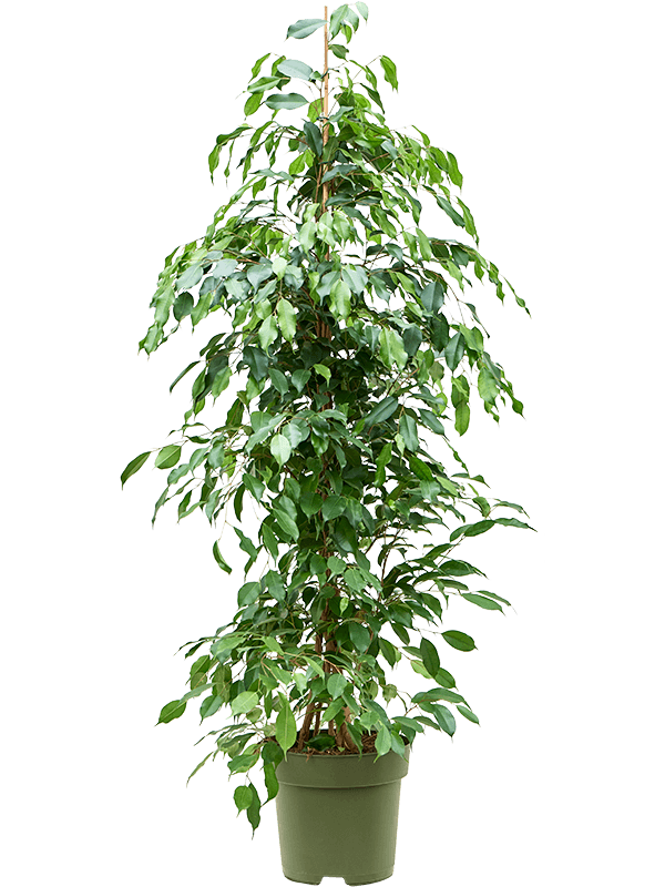 Ficus benjamina 'Exotica'
