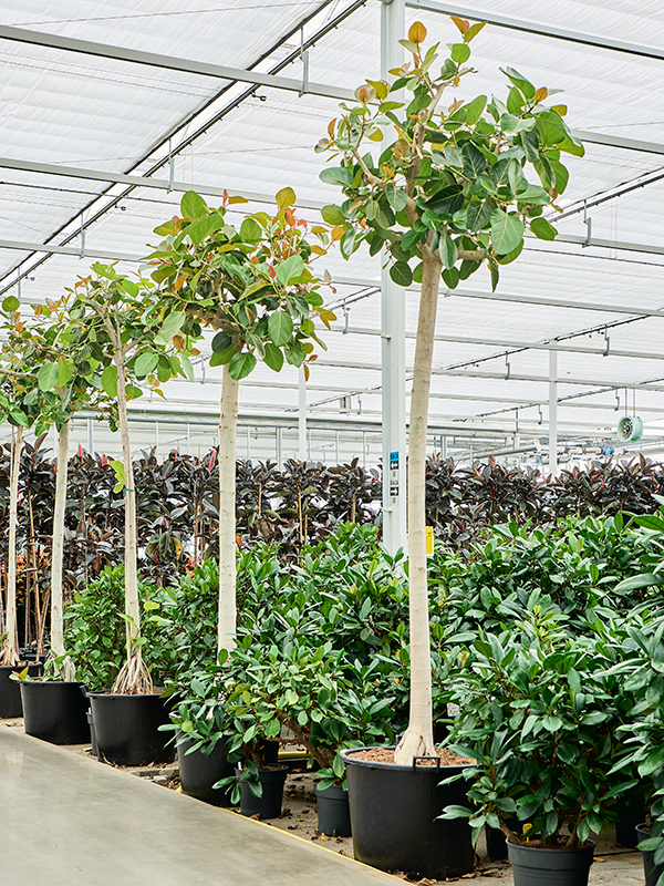 Ficus benghalensis (400-450)
