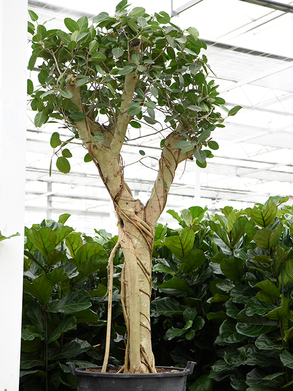 Ficus benghalensis