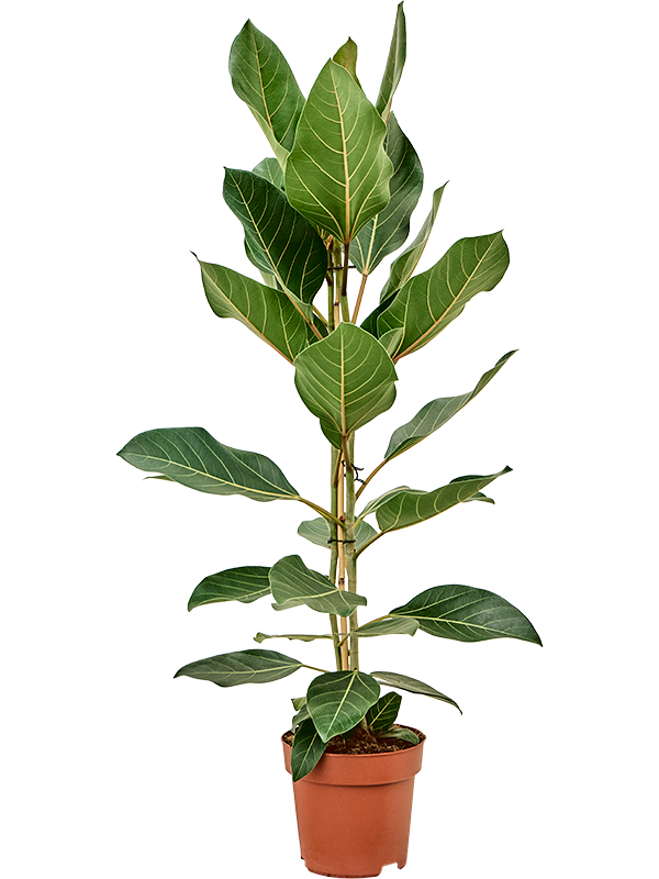 Ficus benghalensis 'Joy'