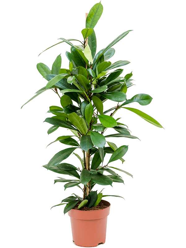 Ficus cyathistipula