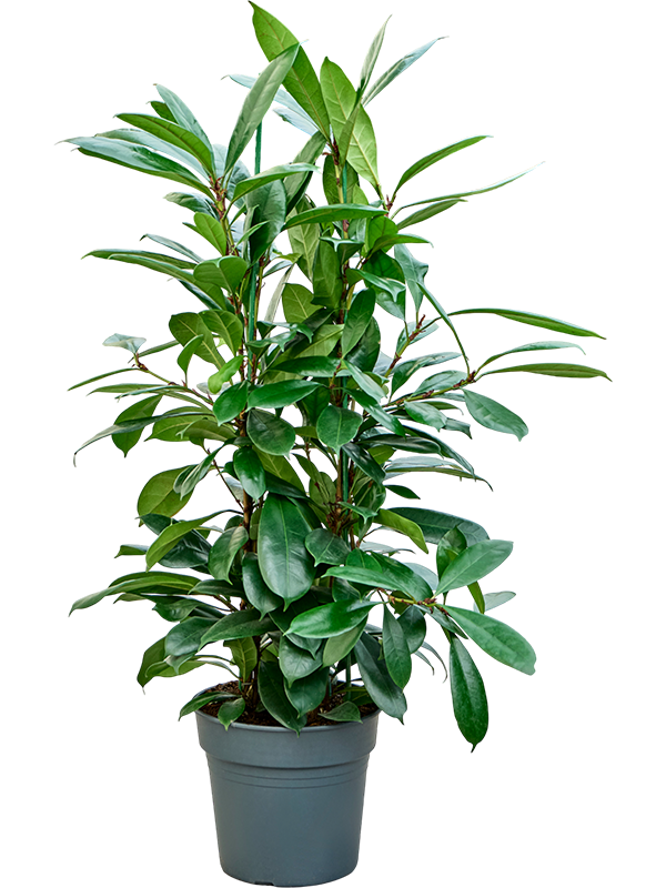 Ficus cyathistipula