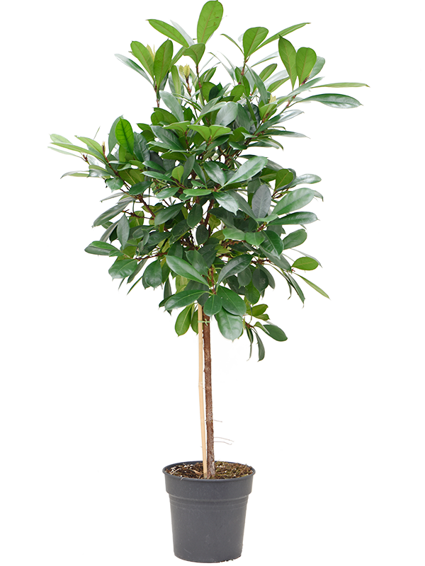 Ficus cyathistipula