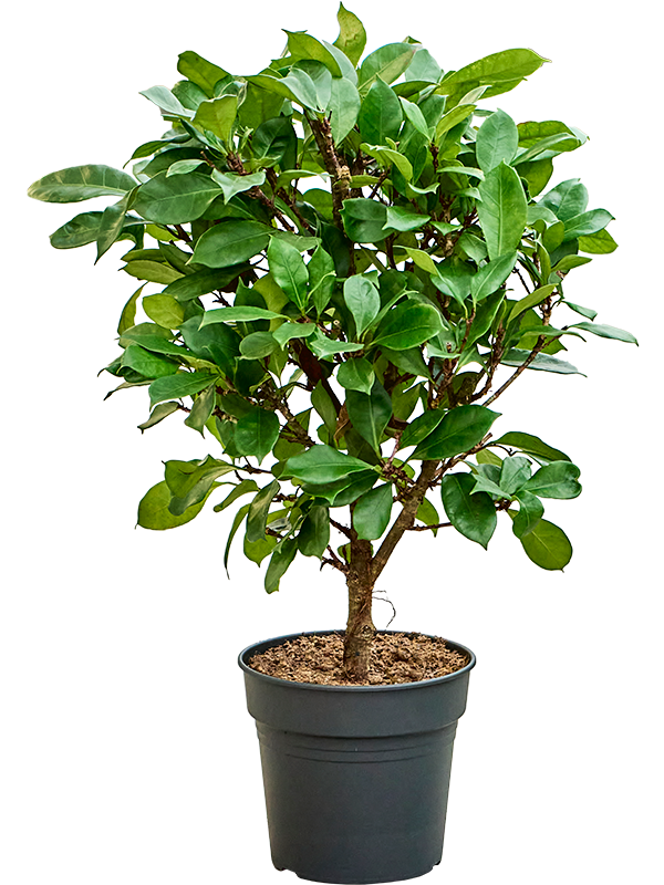 Ficus cyathistipula