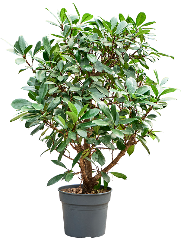 Ficus cyathistipula