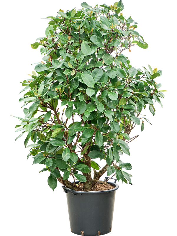 Ficus cyathistipula
