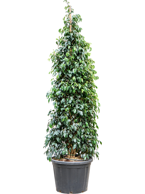 Ficus benjamina 'Danielle'